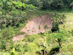 Tangis Kozim Petani Magelang, Sawah Siap Panen Amblas Ditelan Bumi