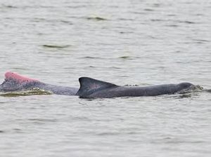 Populasi Pesut Terancam, Akademisi Dorong Perda Perlindungan Pesut di Kaltara