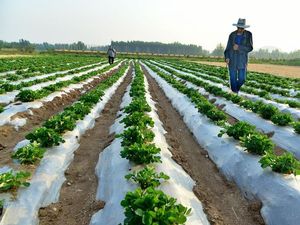 Perang Iran Bikin Pupuk Langka, Harga Pangan Dunia Kena Imbas