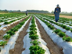 Perang Iran Bikin Pupuk Langka, Harga Pangan Dunia Kena Imbas