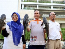 Tentang Ikan Sapu-sapu yang Marak Diburu Sebab Ancam Ekosistem Perairan