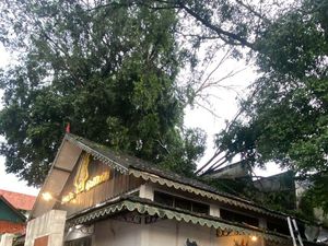 Hujan Lebat, Dahan Pohon Tumbang Timpa Atap Jogja Gallery