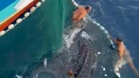 Aksi Heroik Nelayan Lepaskan Hiu Paus yang Terjebak Jaring Viral Tuai Pujian