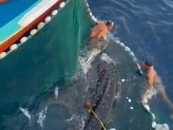 Aksi Heroik Nelayan Lepaskan Hiu Paus yang Terjebak Jaring Viral Tuai Pujian