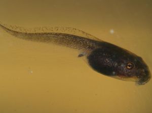 Rahasia Kecebong Bisa Tumbuhkan Lagi Anggota Tubuh Terkuak