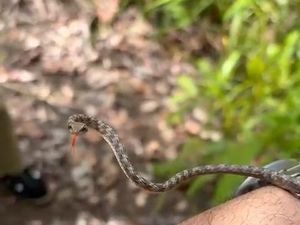 Ular Cambuk Merah: Temuan Langka Panji Petualang di Sintang