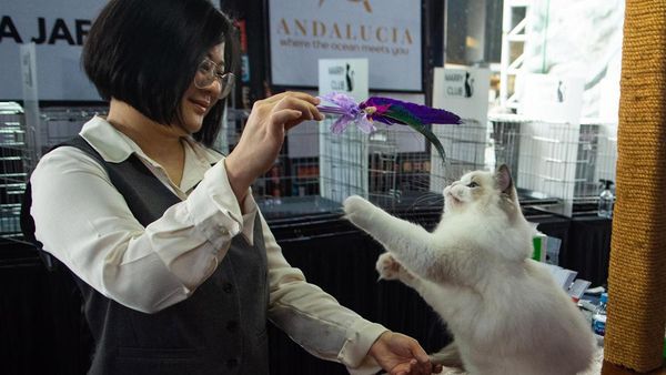 Ratusan Kucing Tampil di Shibuya International Cat Show