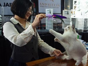 Ratusan Kucing Tampil di Shibuya International Cat Show