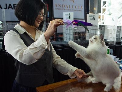 Ratusan Kucing Tampil di Shibuya International Cat Show