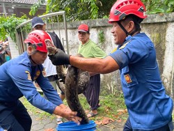 2 Ular Piton 4 Meter Dievakuasi Damkar dari Rumah Warga Semarang