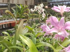 Luar Biasa! 3 Anakan Anggrek dari Sumedang Dapat Pengakuan Dunia