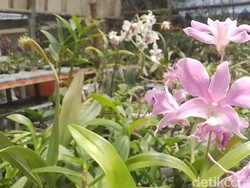 Luar Biasa! 3 Anakan Anggrek dari Sumedang Dapat Pengakuan Dunia