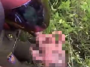 Heboh Bayi Perempuan Ditemukan di Semak Belukar Jalan Poros Empat Lawang