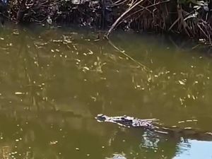 Viral Buaya Muncul di Mangrove Surabaya, Pemancing Temukan Jejak Besar