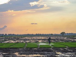 Daftar Wilayah di Jatim yang Sudah Masuk Kemarau, Siap-siap Panas Ekstrem