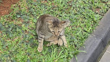 Kucing Bandel BAB Sembarangan di Teras, Bersihkannya Nggak Bisa Asal