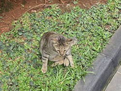Kucing Bandel BAB Sembarangan di Teras, Bersihkannya Nggak Bisa Asal