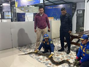 Sanca Raksasa 15 Kilo Teror Lapas Kuningan di Tengah Malam