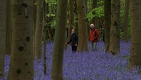 Hamparan Bluebells Warnai Hutan Inggris Saat Musim Semi
