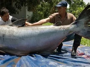 Kisah Penangkapan Lele Raksasa Sebesar Beruang