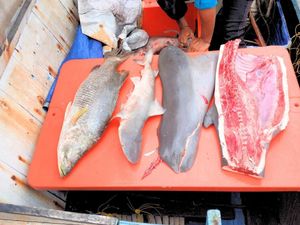 Pesut Mati Terbelah Kena Pukat Kurau, Pemkab KTT Desak Pemprov Tegas