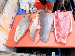 Pesut Mati Terbelah Kena Pukat Kurau, Pemkab KTT Desak Pemprov Tegas