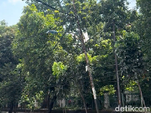 Video Semrawutnya Kabel Optik di Jakbar Sampai Bikin Tiang Listrik Roboh