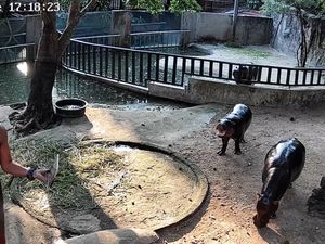 Masuk ke Kandang Moo Deng 2 Menit, Turis Didenda Rp 5,3 Juta