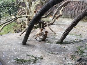 Gemas! Intip Bayi Bekantan yang Baru Lahir di Batu Secret Zoo