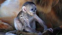 Bayi Monyet Langka Lahir Beri Harapan Baru bagi Konservasi