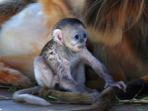 Bayi Monyet Langka Lahir Beri Harapan Baru bagi Konservasi