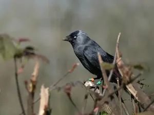Ternyata Anak Burung Mendengarkan Suara Emaknya agar Tak Dimangsa Predator