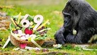 Fatou, Gorila Tertua di Dunia Rayakan Ultah ke-69 dengan Hidangan Sehat