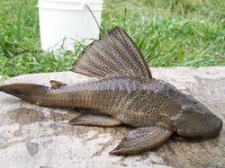 Mengenal Ikan Sapu-Sapu yang Disebut Invasif, Apa Artinya?