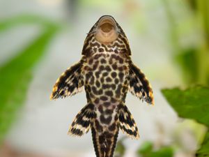 Ikan Sapu-sapu, Hewan Invasif yang Giat Dibasmi Pramono Anung