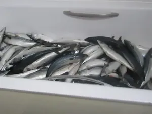 Nekat Olah Ikan Ilegal di Apartemen, Pria Ini Didenda Rp 52 Juta!