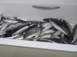 Nekat Olah Ikan Ilegal di Apartemen, Pria Ini Didenda Rp 52 Juta!