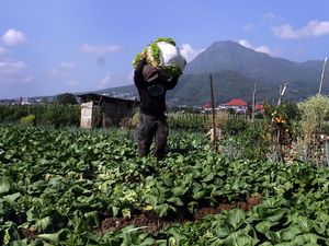 Panen Selada Warnai Kota Batu, Hortikultura Tumbuh Pesat