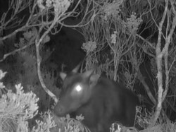 Anoa Muncul di Gunung Latimojong Enrekang, Terekam Kamera Tim Konservasi