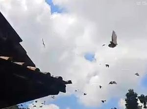 Horor! Ribuan Kelelawar Bersarang di Atap Rumah Warga Tasikmalaya