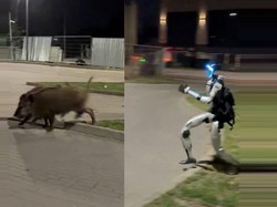 Absurd Banget! Robot Humanoid Kejar Babi Hutan Viral di Medsos