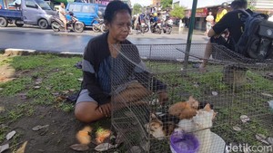 Cerita Endang Bawa 16 Kucing Ngungsi di Emperan gegara Banjir Solo Baru