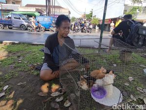 Cerita Endang Bawa 16 Kucing Ngungsi di Emperan gegara Banjir Solo Baru