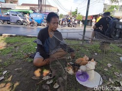 Cerita Endang Bawa 16 Kucing Ngungsi di Emperan gegara Banjir Solo Baru
