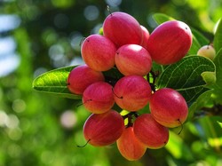 Buah Ajaib Ini Berpotensi Bantu Pasien Kemoterapi Makan Lebih Nyaman