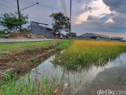 Petani di Desa Tegalluar Terancam Gagal Panen Imbas Terendam Banjir