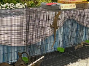 Parah! 3 Komodo Diselundupkan dari NTT ke Surabaya Pakai Paralon