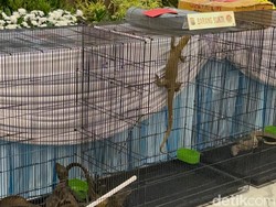 Kasihan! Komodo Diselundupkan dari NTT ke Surabaya Lewat Paralon