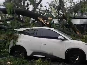 Cuaca Ekstrem Landa Bogor, Pohon Tumbang Rusak Rumah hingga Timpa Mobil