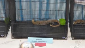 Polda Jatim Gagalkan Penyelundupan Komodo dari NTT Gunakan Paralon